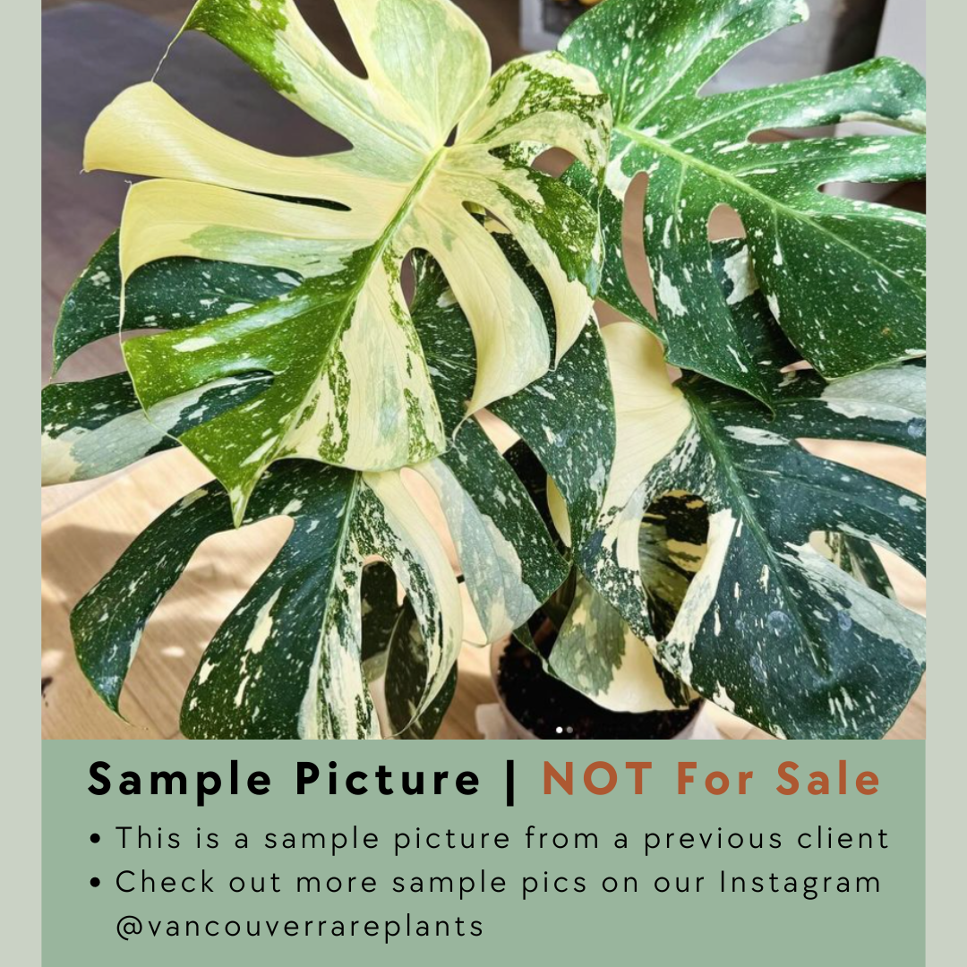 Monstera Thai Constellation - 001