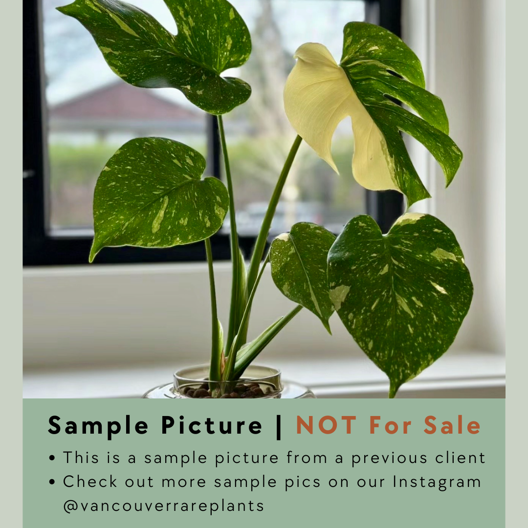 Monstera Thai Constellation - 001
