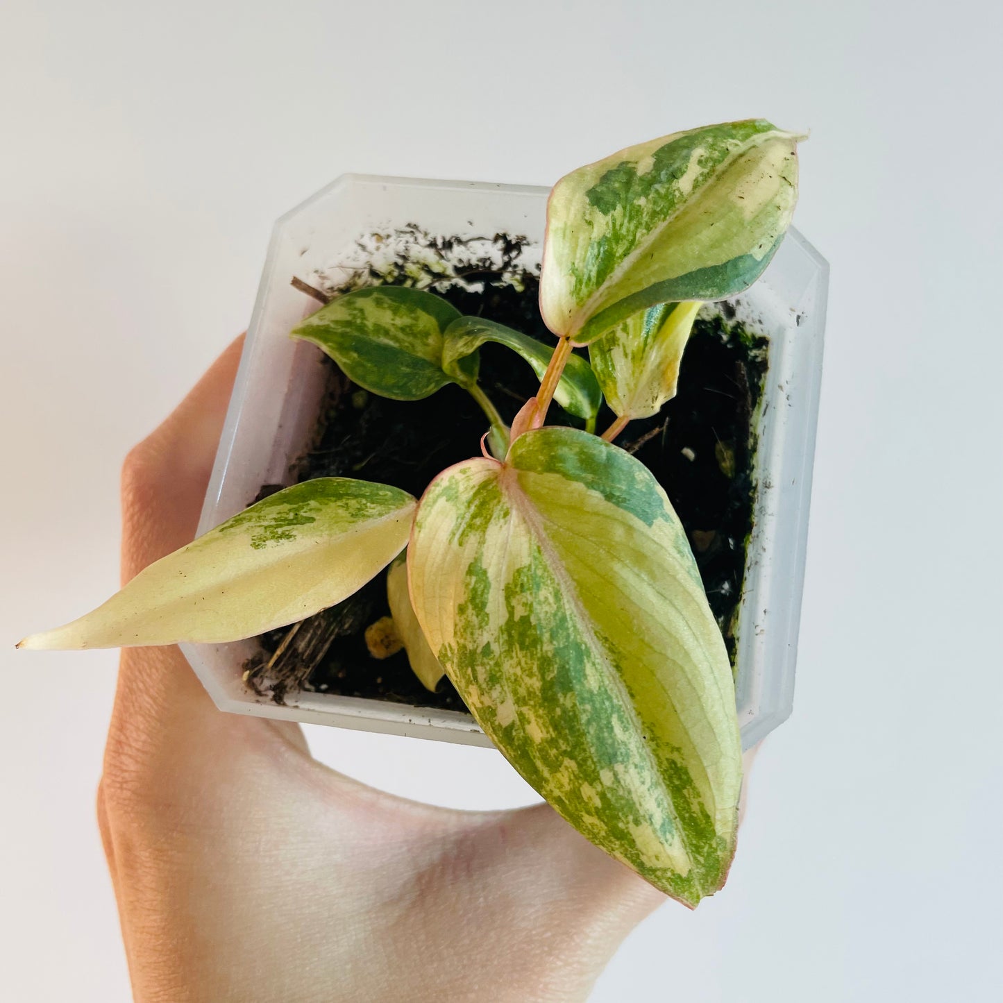 Philodendron Gloriosum 'Aurea'