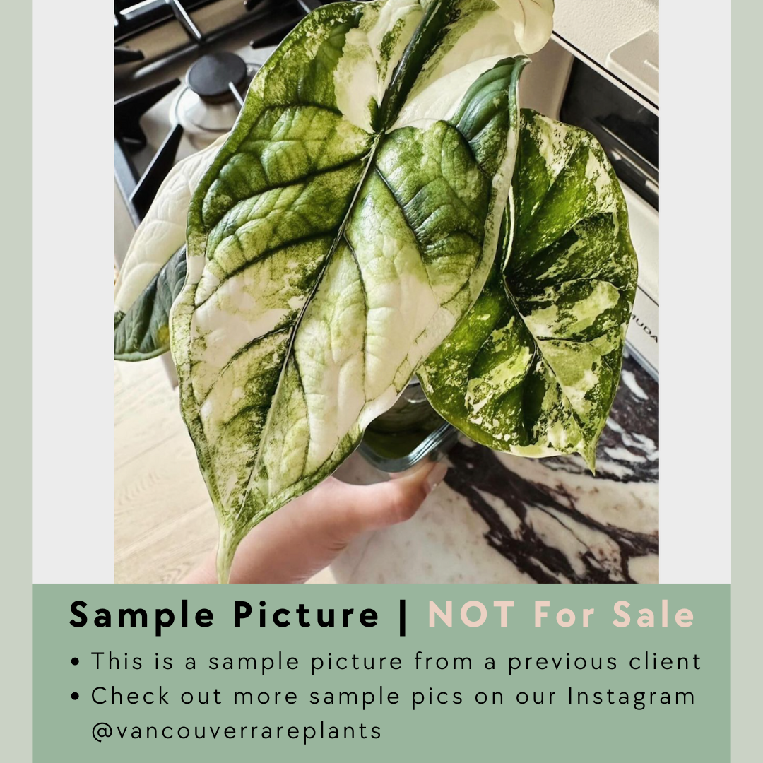 Alocasia Dragon Scale 'Albo' - ADS001