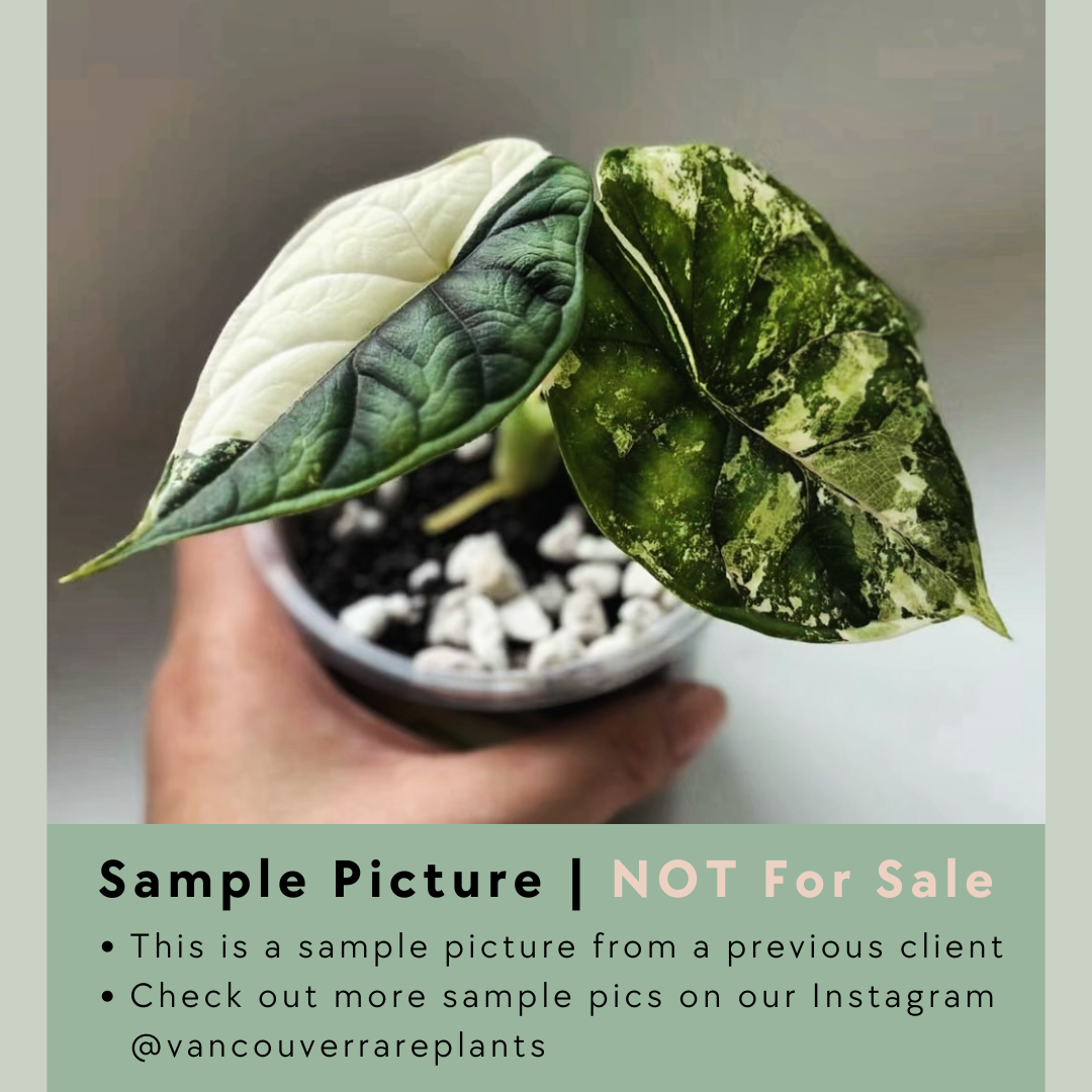 Alocasia Dragon Scale 'Albo' - ADS001