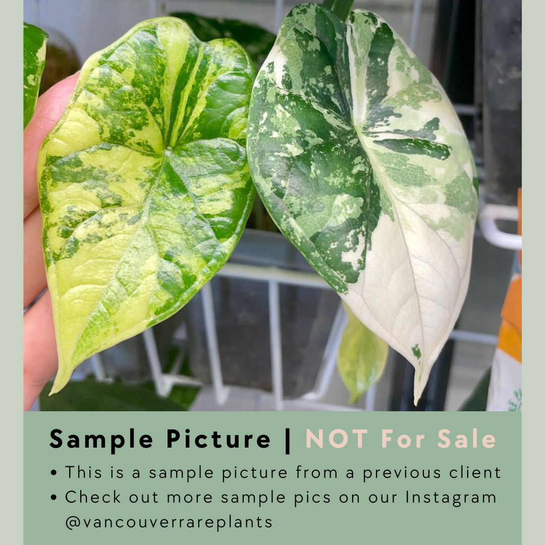 Alocasia Dragon Scale 'Albo' - ADS001