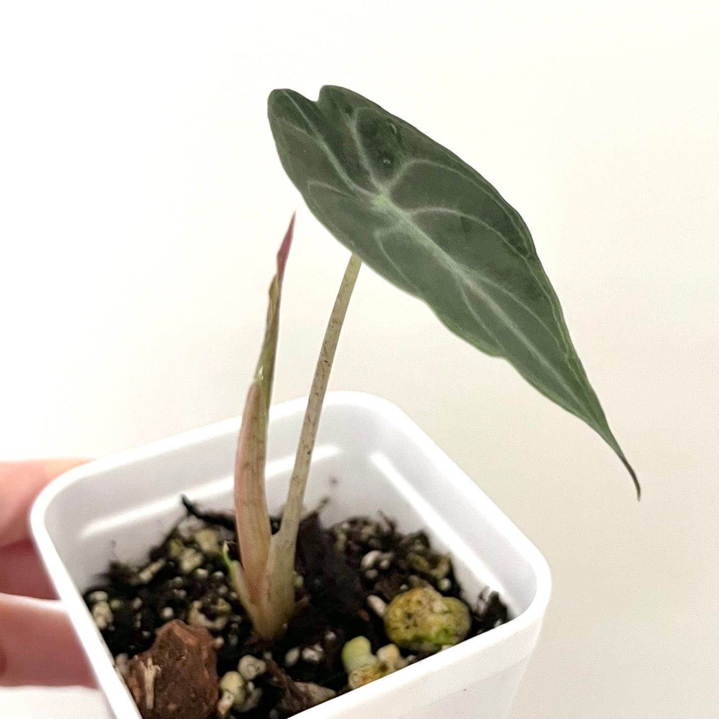 Alocasia Venom - 002