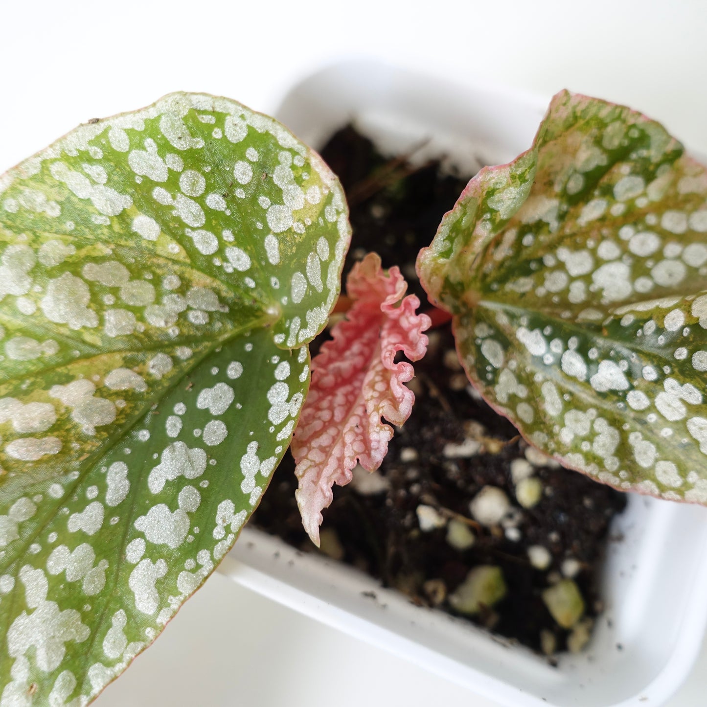 Begonia Snow Capped Pink Variegated - 001