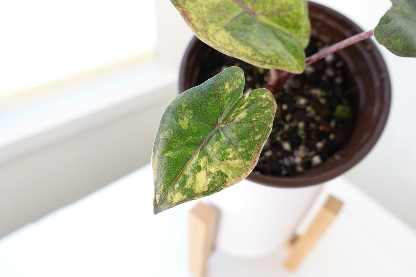 Alocasia Yucatan Princess 'Aurea'- 003 - CLEARANCE