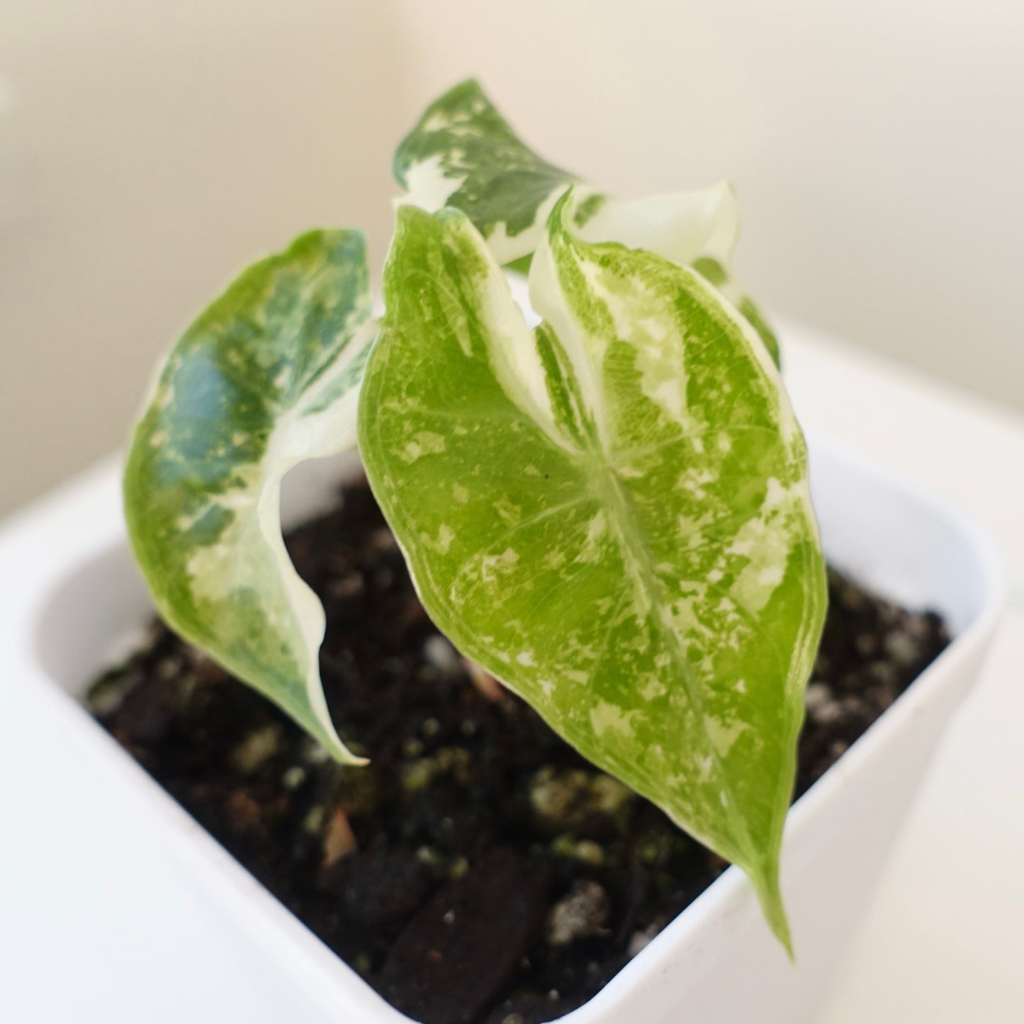 Alocasia Pink Dragon Albo - 001