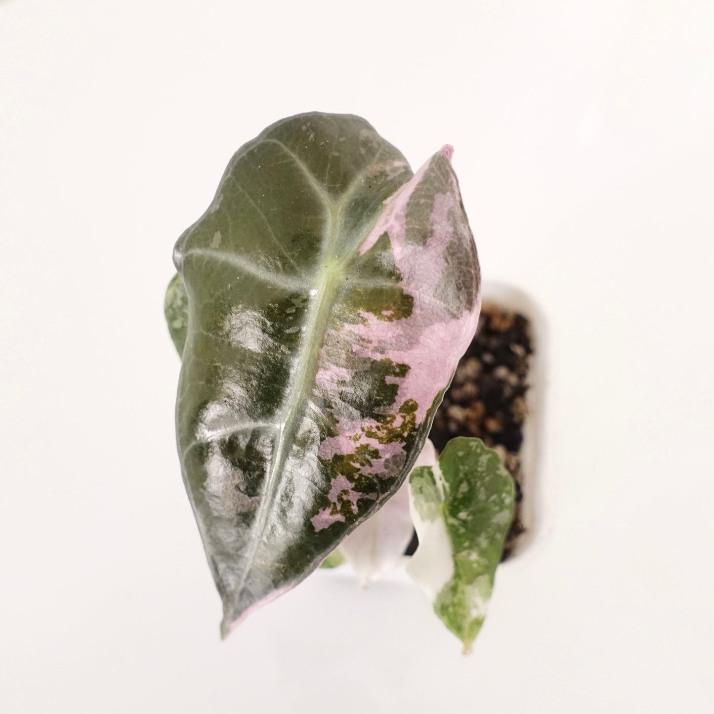 Alocasia Polly 'Pink&Albo'- 005