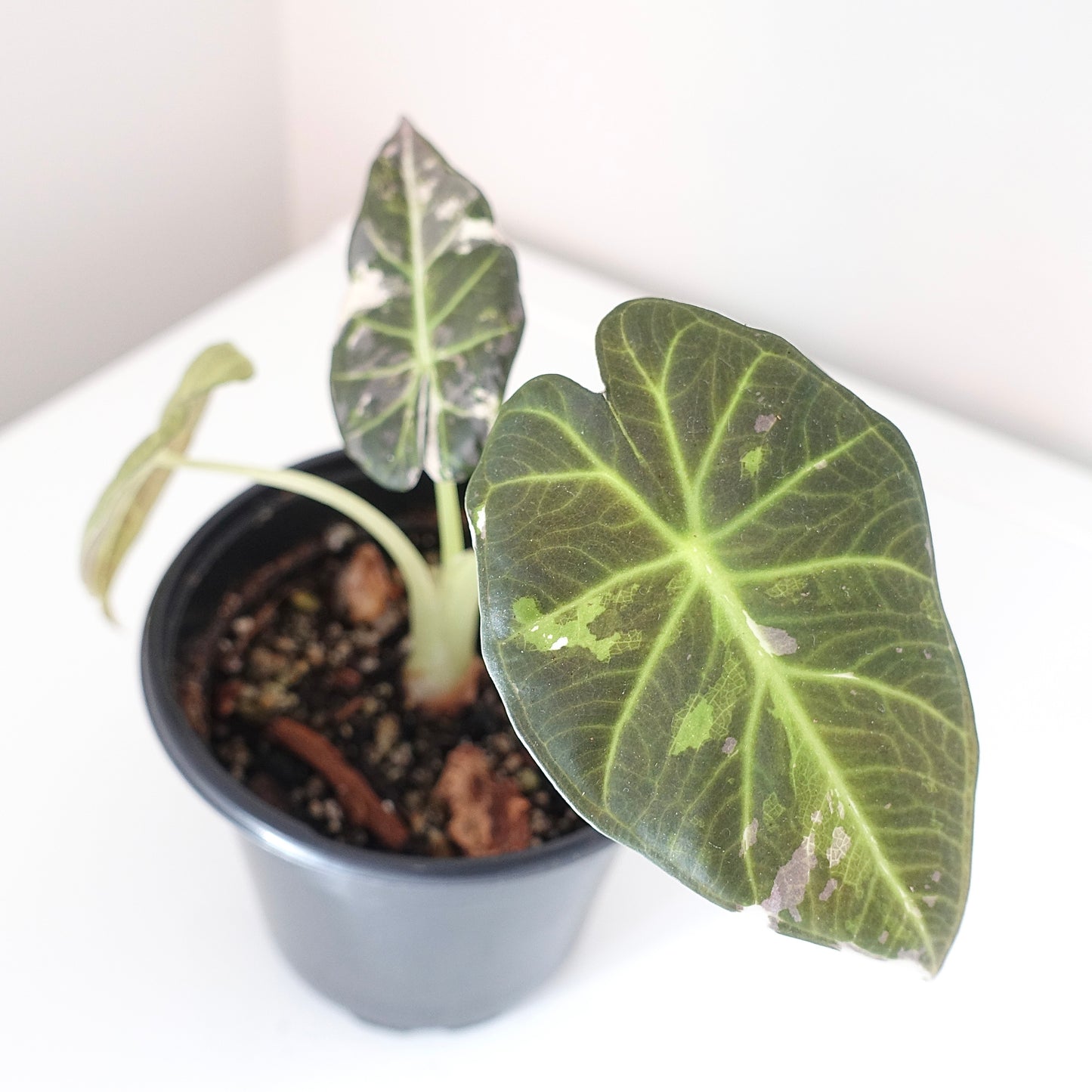 Alocasia Regal Shield Albo - 001 - Corming size