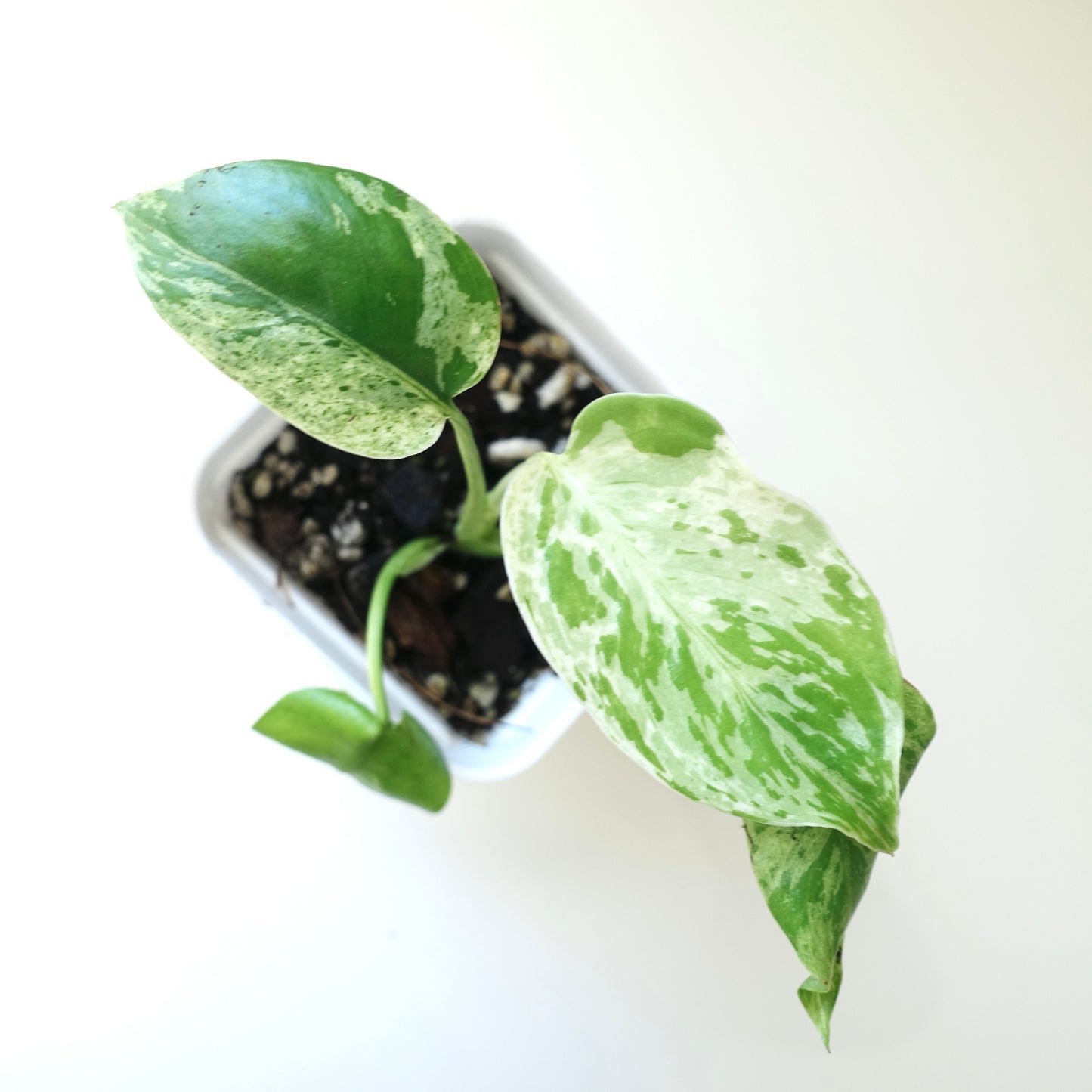 Monstera Bulbasaur - 001