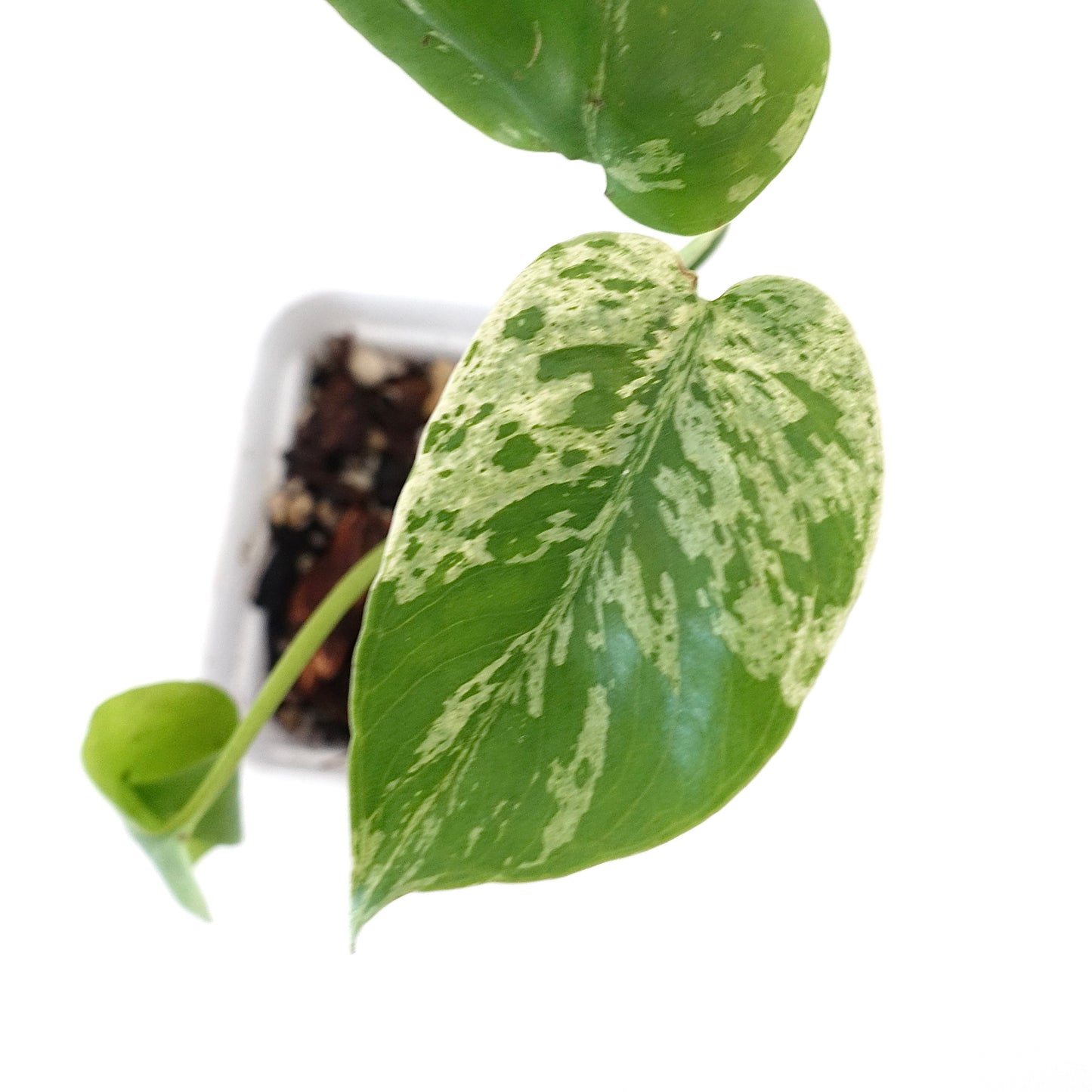 Monstera Bulbasaur - 002
