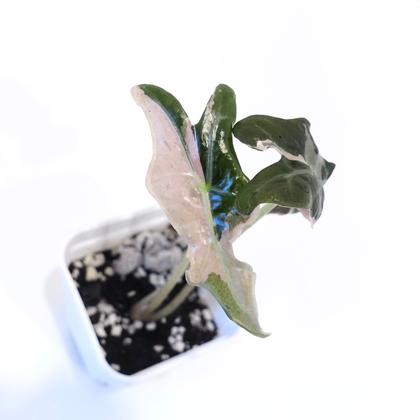 Alocasia Nobilis Pink - 003 - Preorder