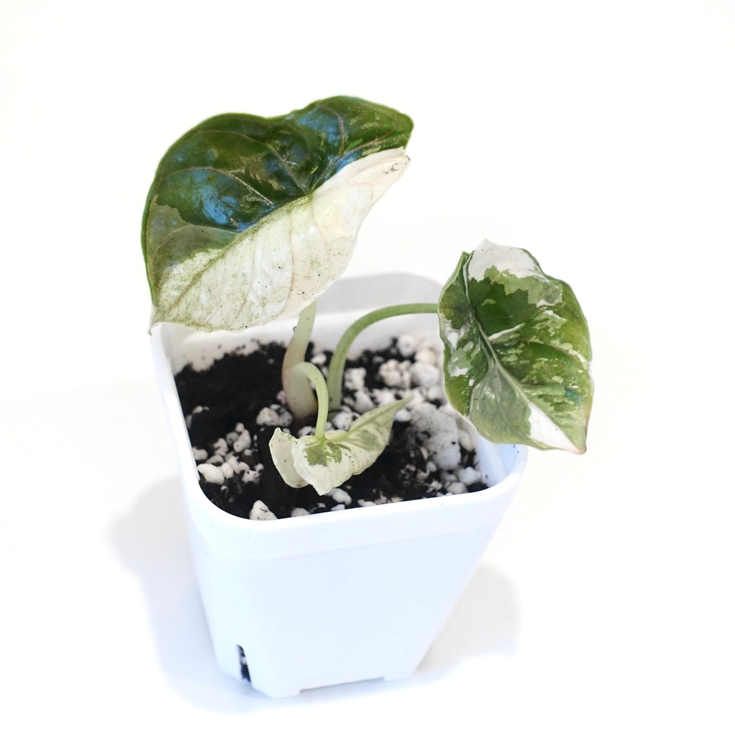 Alocasia Azlanii Pink - 002 - Preorder