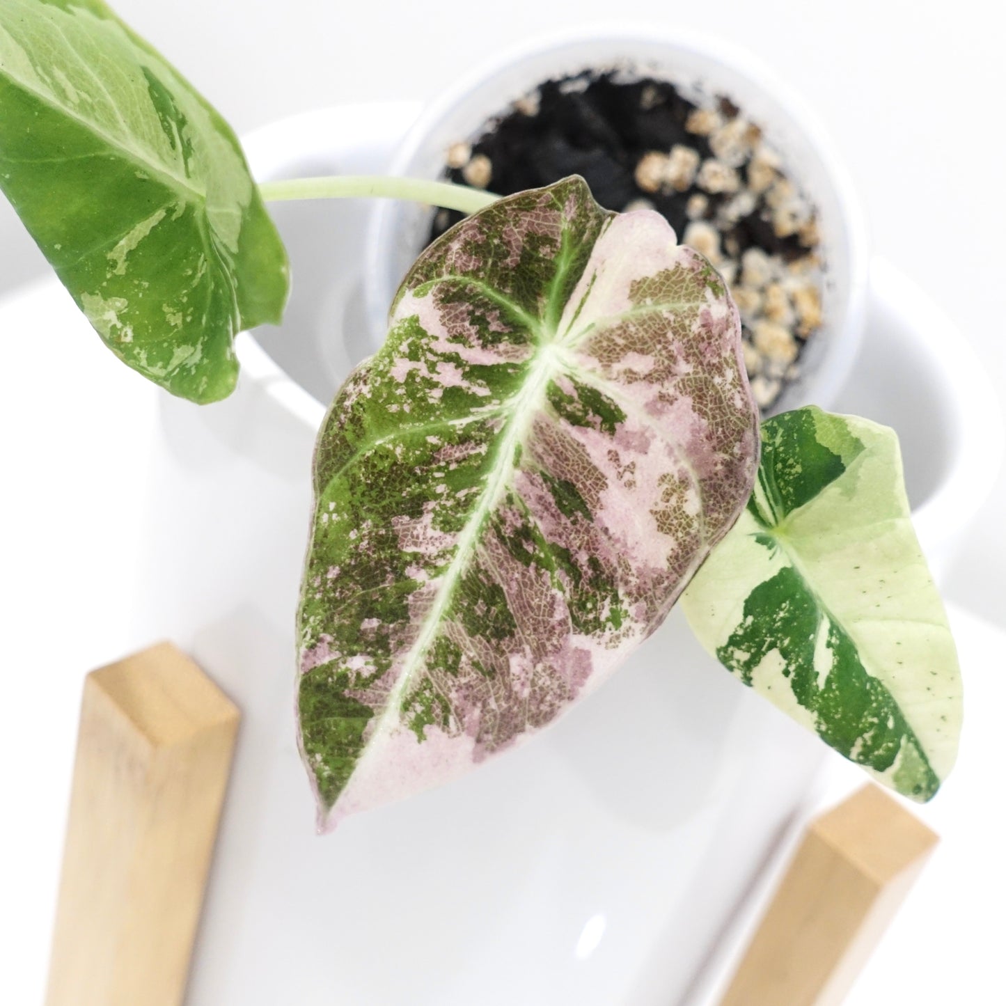Alocasia Black Velvet Pink - 002