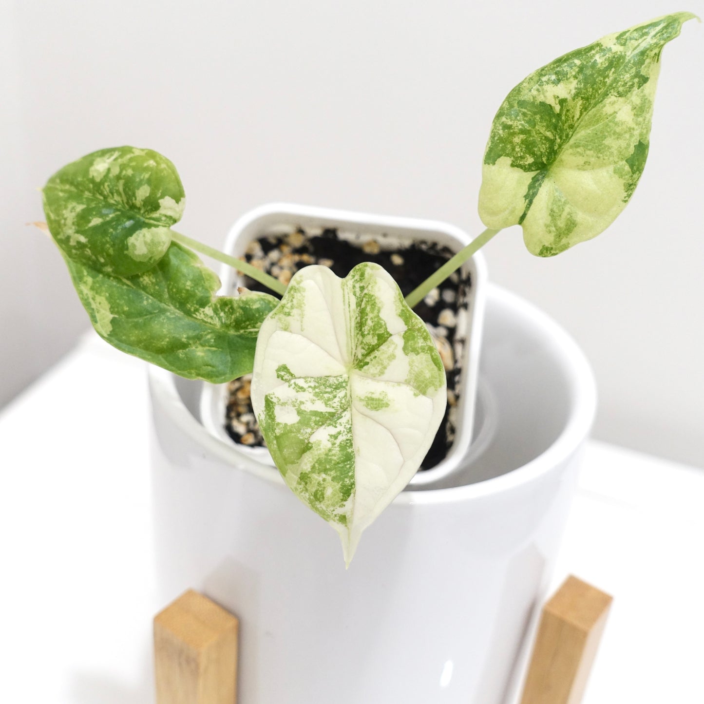 Alocasia Dragon Scale Albo - 001