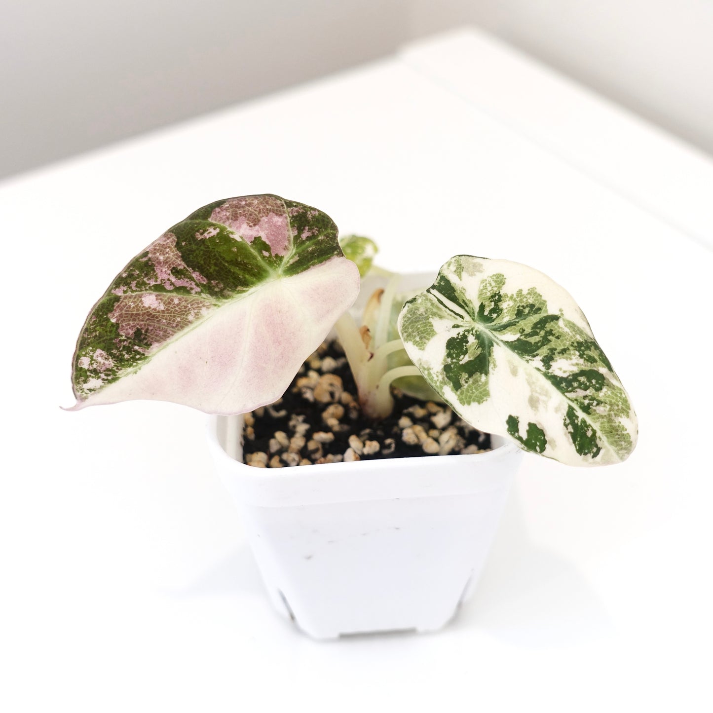 Alocasia Black Velvet Pink - 003