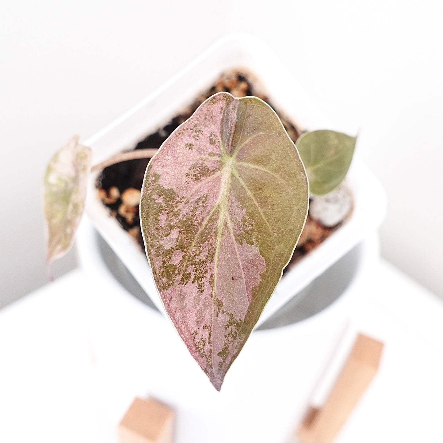 Alocasia Wentii Pink - 002