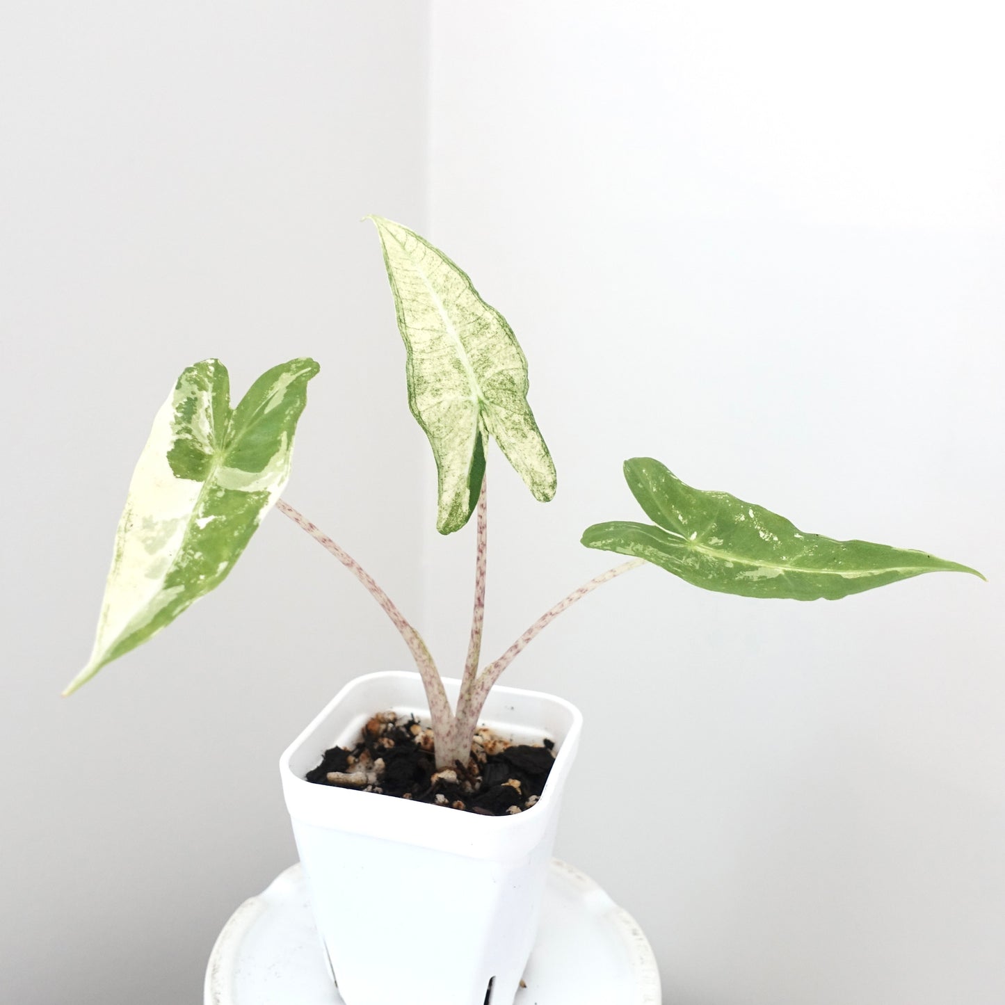 Alocasia Sarian Albo - 001