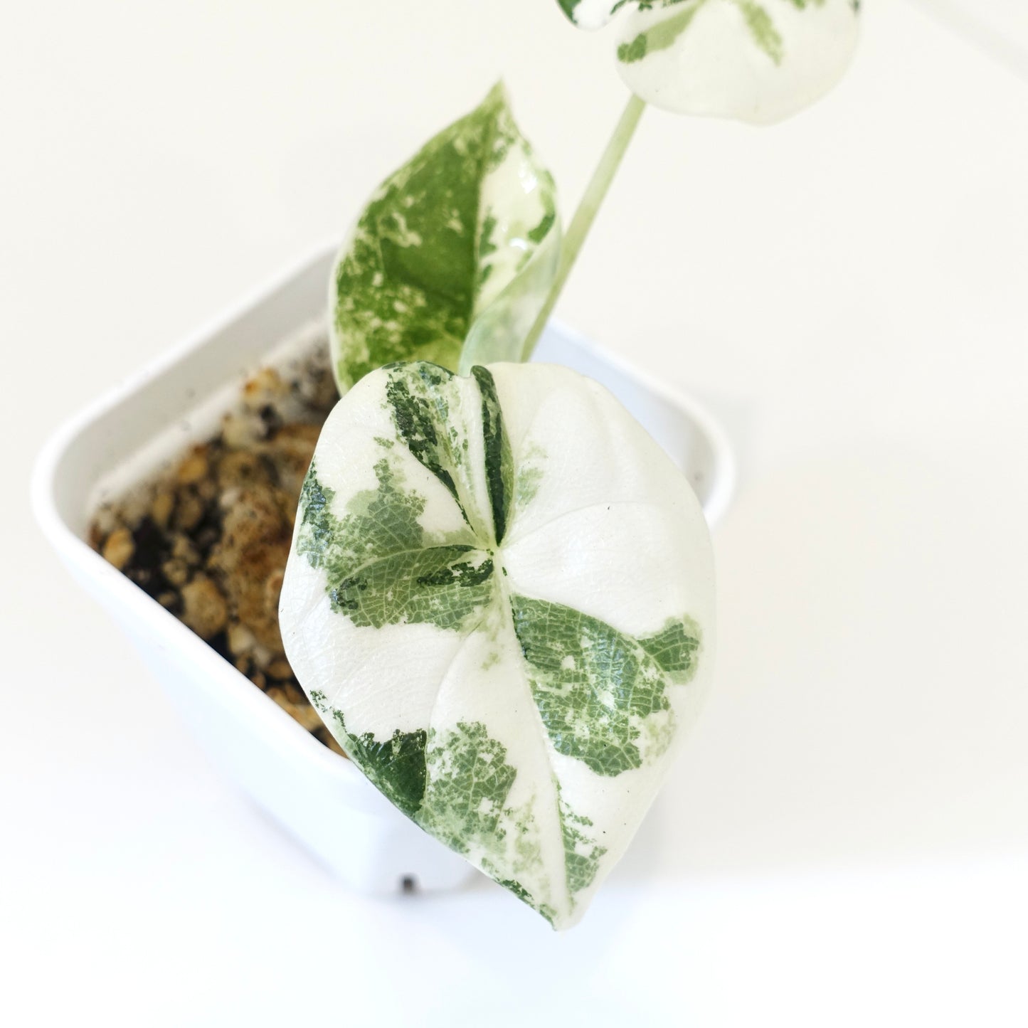 Alocasia Melo Albo