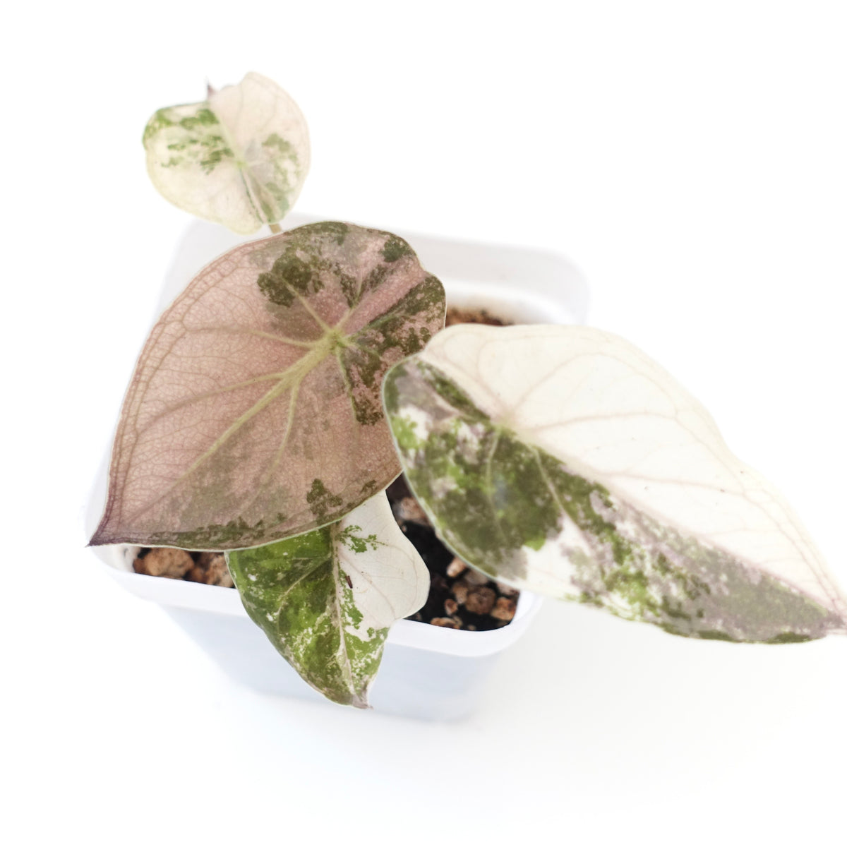Alocasia Wentii Pink Variegated