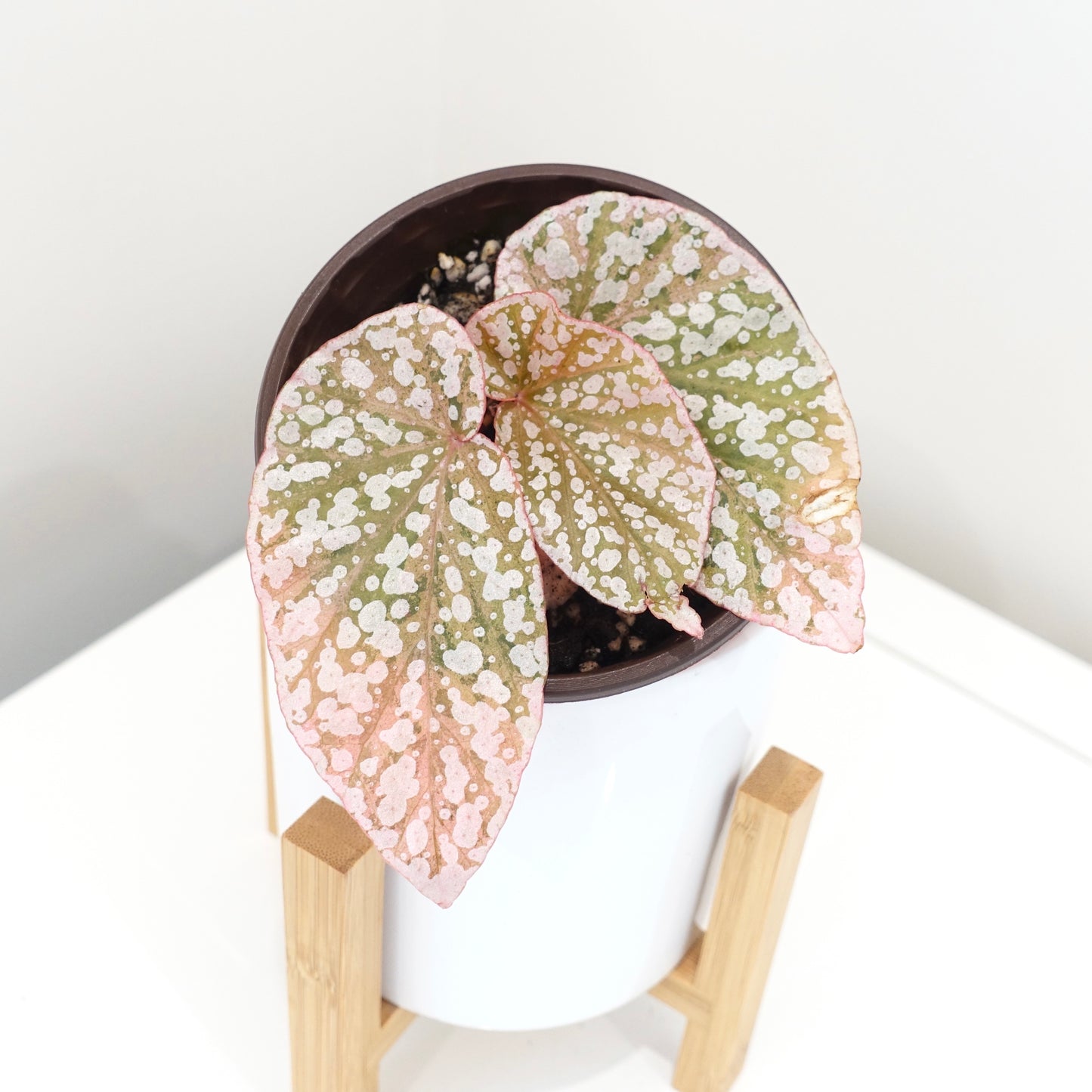 Begonia Snow Capped Pink Variegated