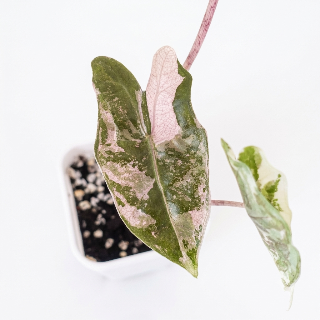 Alocasia Pseudo Sanderiana True Pink - 002