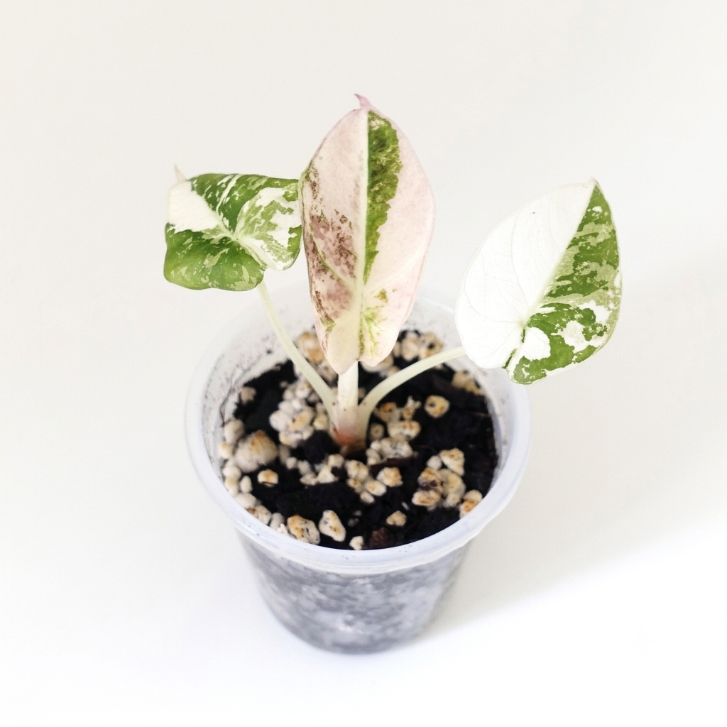 Alocasia Black Velvet Pink - 001