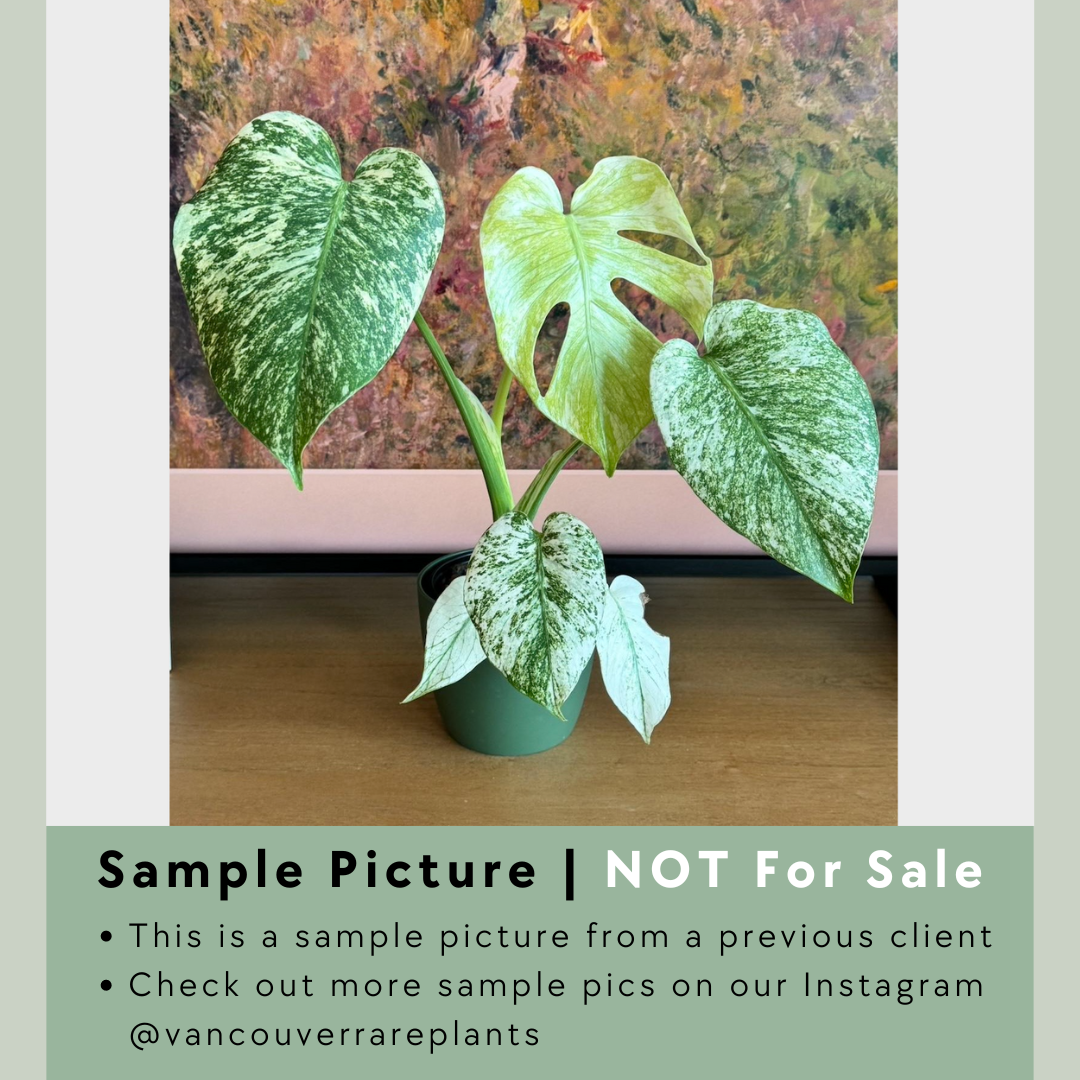 Monstera White Monster - 001