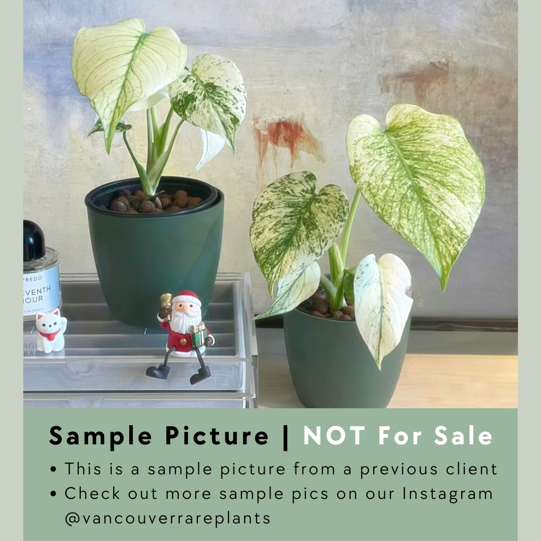 Monstera White Monster - 001