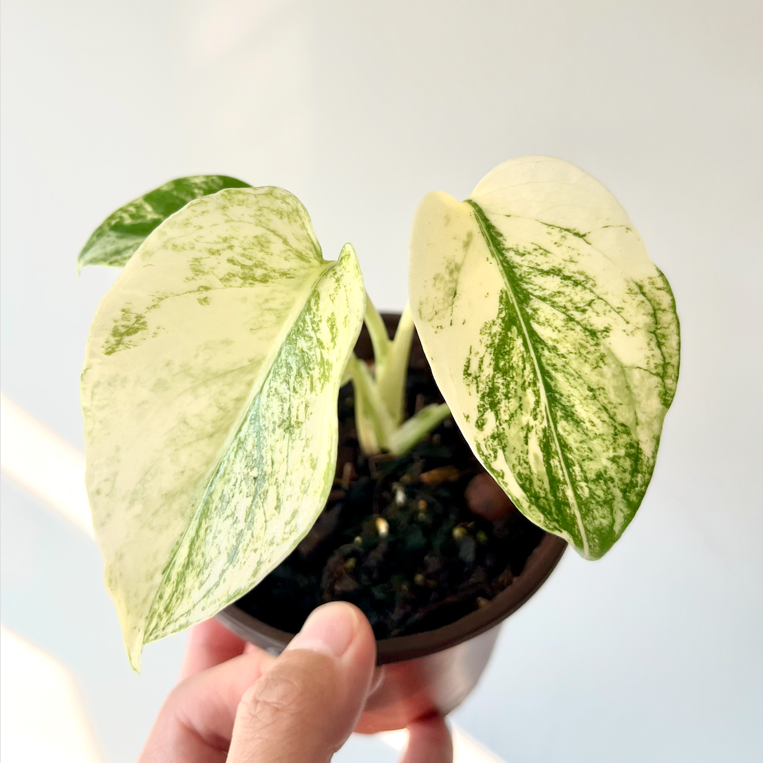 Monstera White Monster - 001