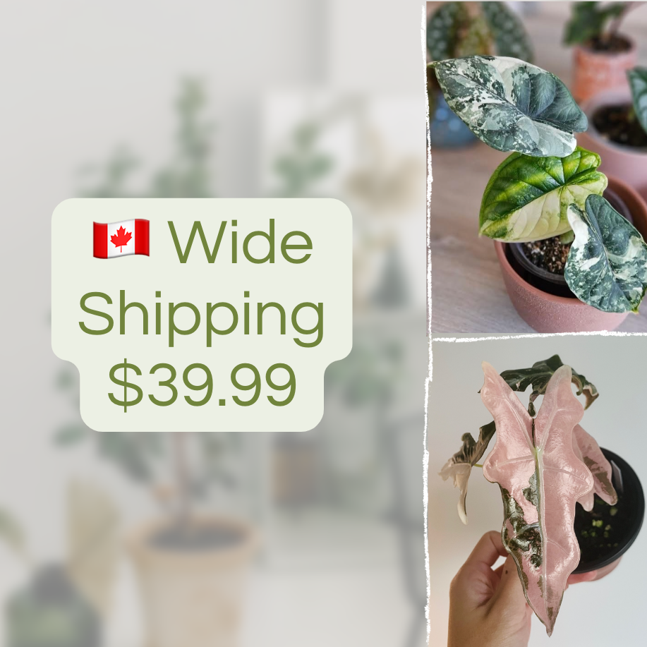 Canada Wide Shipping