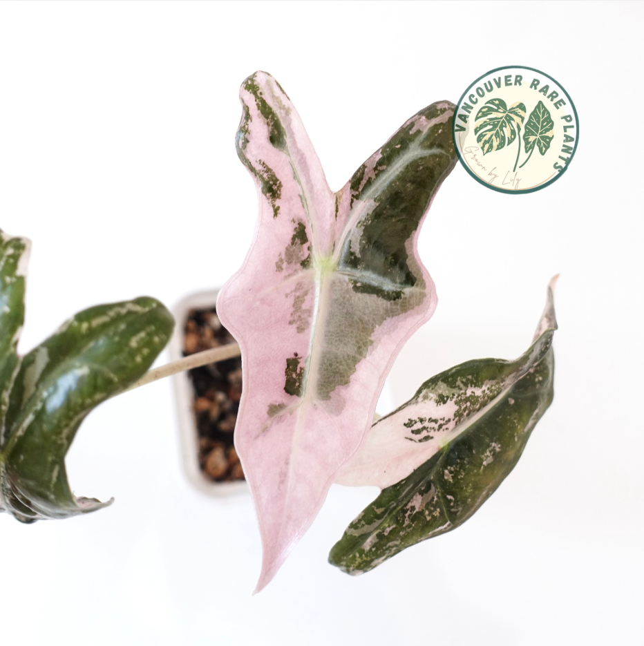 Alocasia Nobilis Pink Variegated K Form