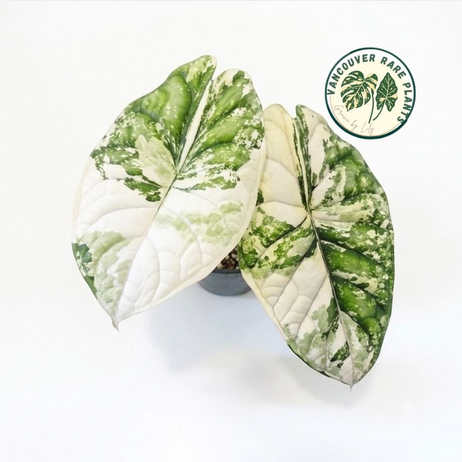 Alocasia Dragon Scale Albo