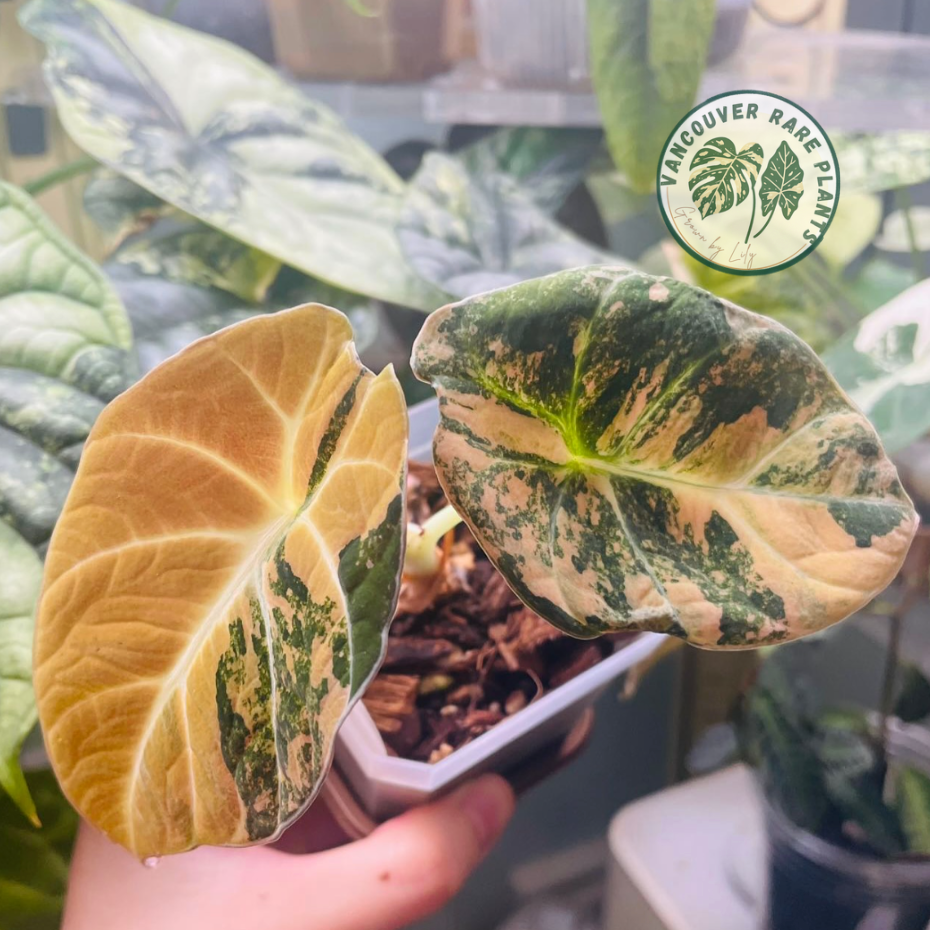 Alocasia Black Velvet Golden Variegated