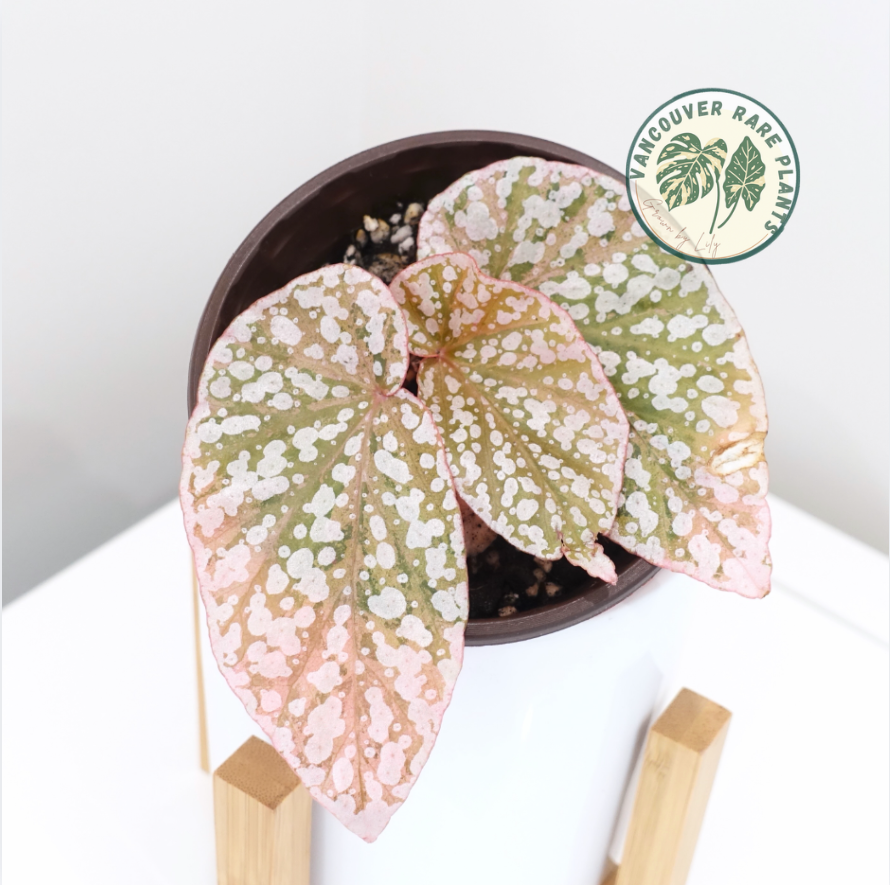 Begonia Snow Capped Pink Variegated