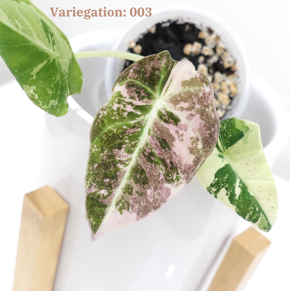 Alocasia Black Velvet Pink Variegated