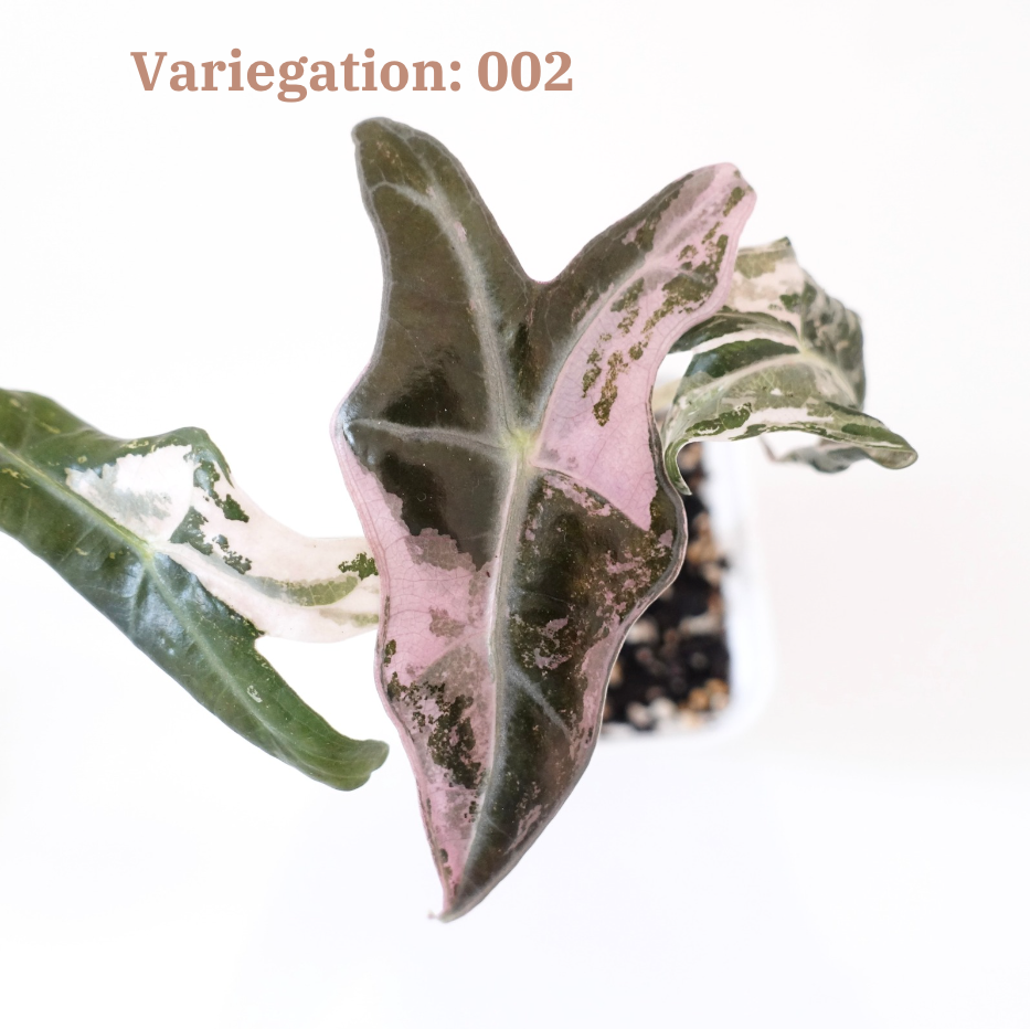 Alocasia Nobilis Pink Variegated K Form