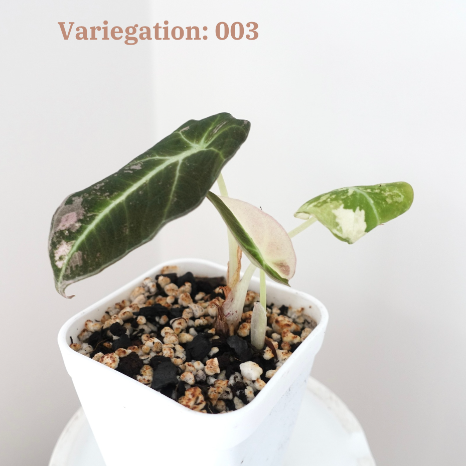 Alocasia Black Velvet Pink Variegated