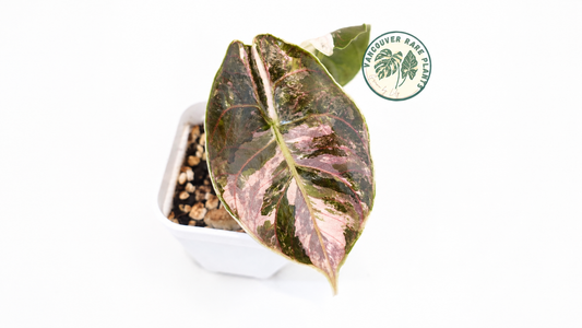 Alocasia Azlanii Albo_Vancouver Rare Plants
