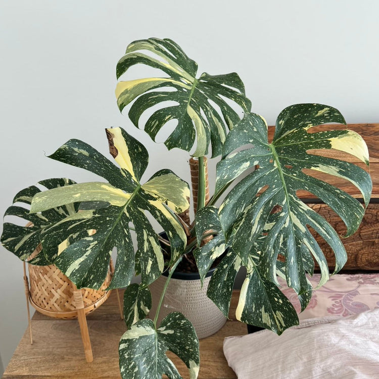 Rare & Variegated Monstera Plants