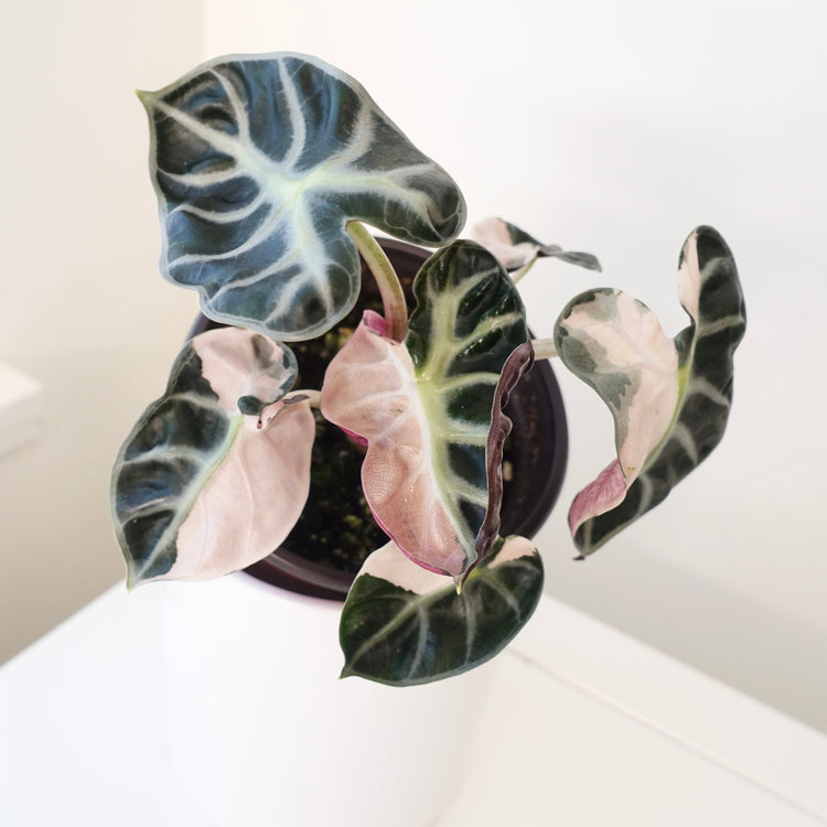 Rare & Variegated Plants in Canada