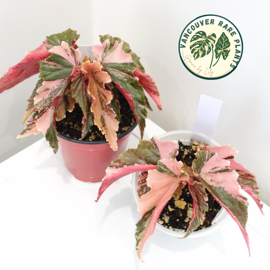 Rare & Variegated Begonia Plants