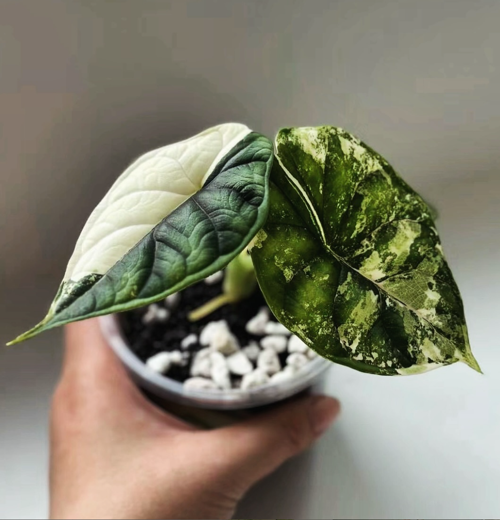 ALOCASIA