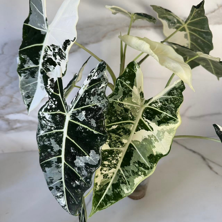 Rare & Variegated Alocasia Plants