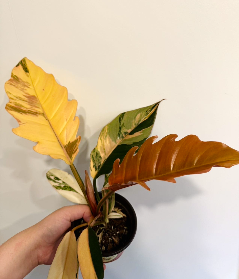 PHILODENDRON