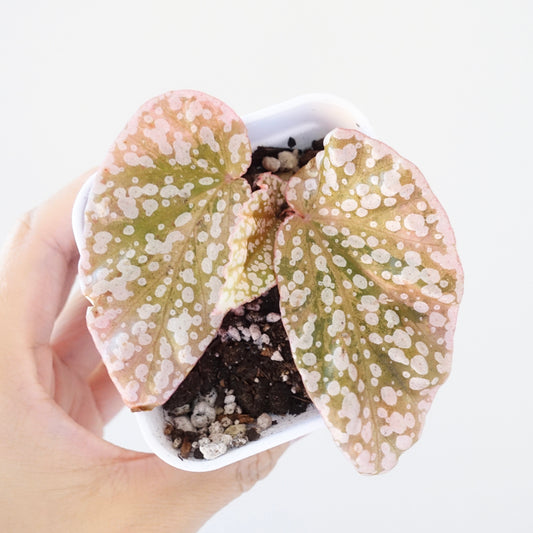 Begonia Snow Capped Pink Variegated