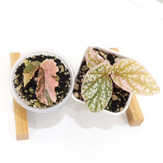 Variegated Begonia Duo — Snow Capped Pink + Ginny Galaxy — plant photograph