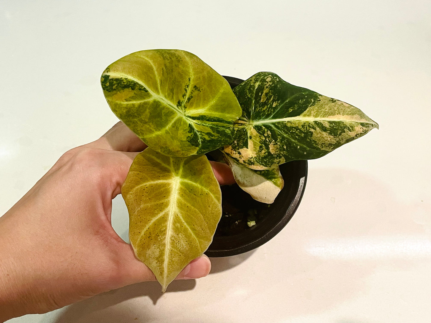 Alocasia Black Velvet ‘Golden' - ABVG02