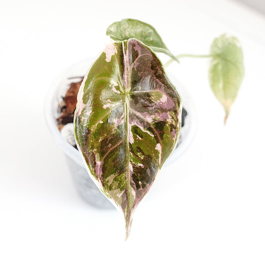 Alocasia_Azlanii_Pink_Variegated_Vancouver_Rare_Plants