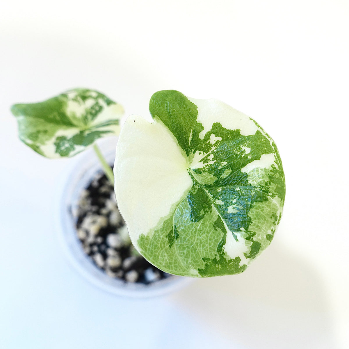 Alocasia_Melo_Albo_Variegated_Vancouver_Rare_Plants