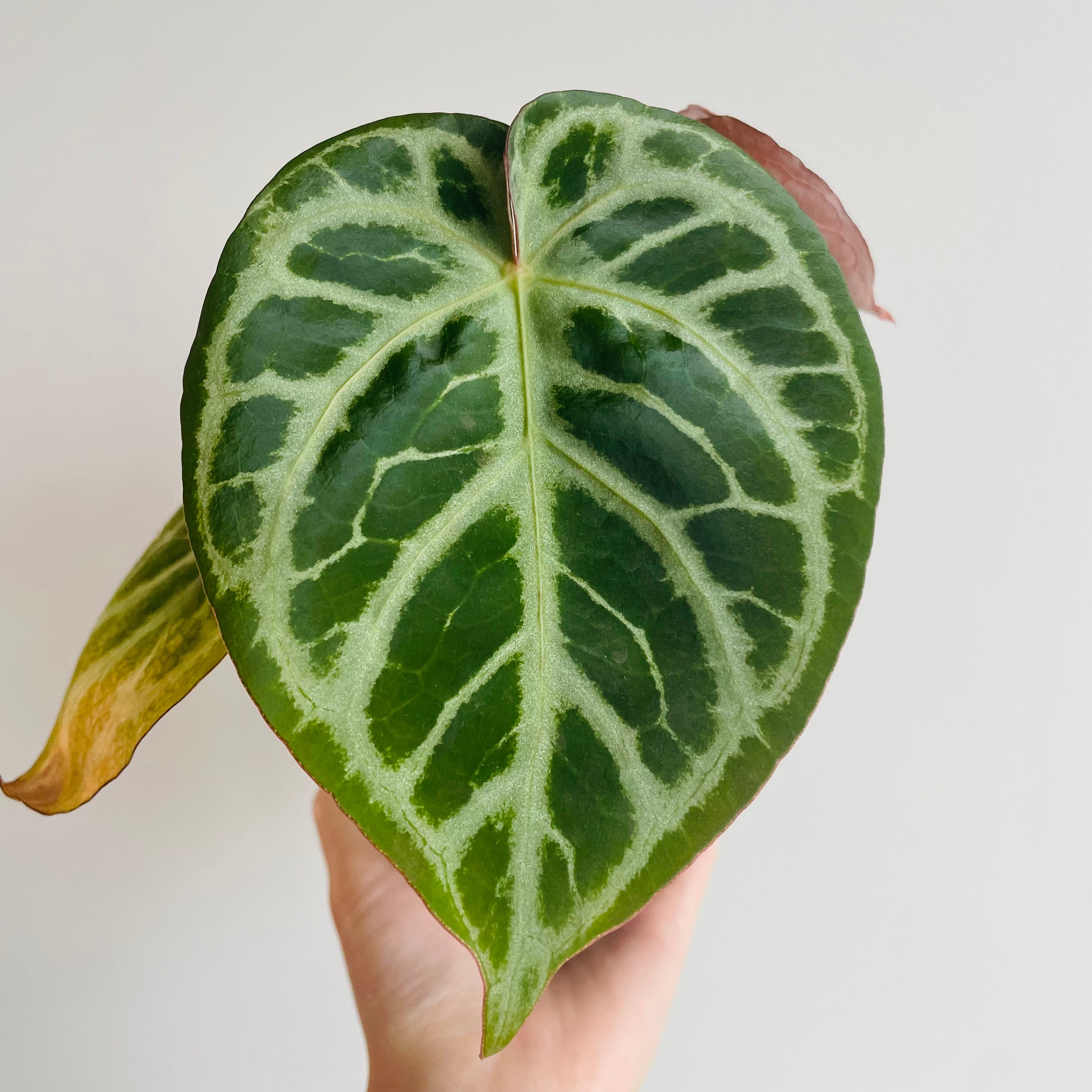 Anthurium (Dorayaki x Red Crystallinum) x Angel Dream